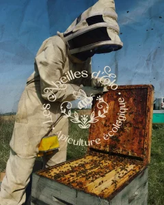 Image les abeilles d'Elo apicultrice sur la Lomagne. Cliente de l'agence com'postelle en gestion des réseaux sociaux