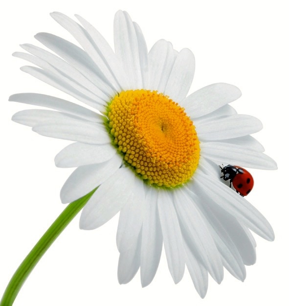 Logo du salon vivre nature